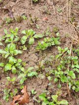 팜모닝 기타작물·자유게시판 게시글 이미지