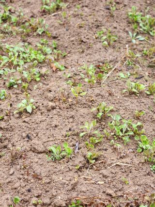 개울건너집님의 기타작물 · 자유게시판 작성글 사진