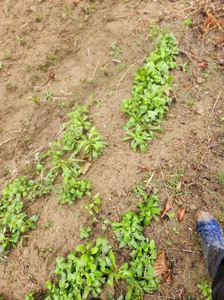 개울건너집님의 기타작물 · 자유게시판 작성글 사진