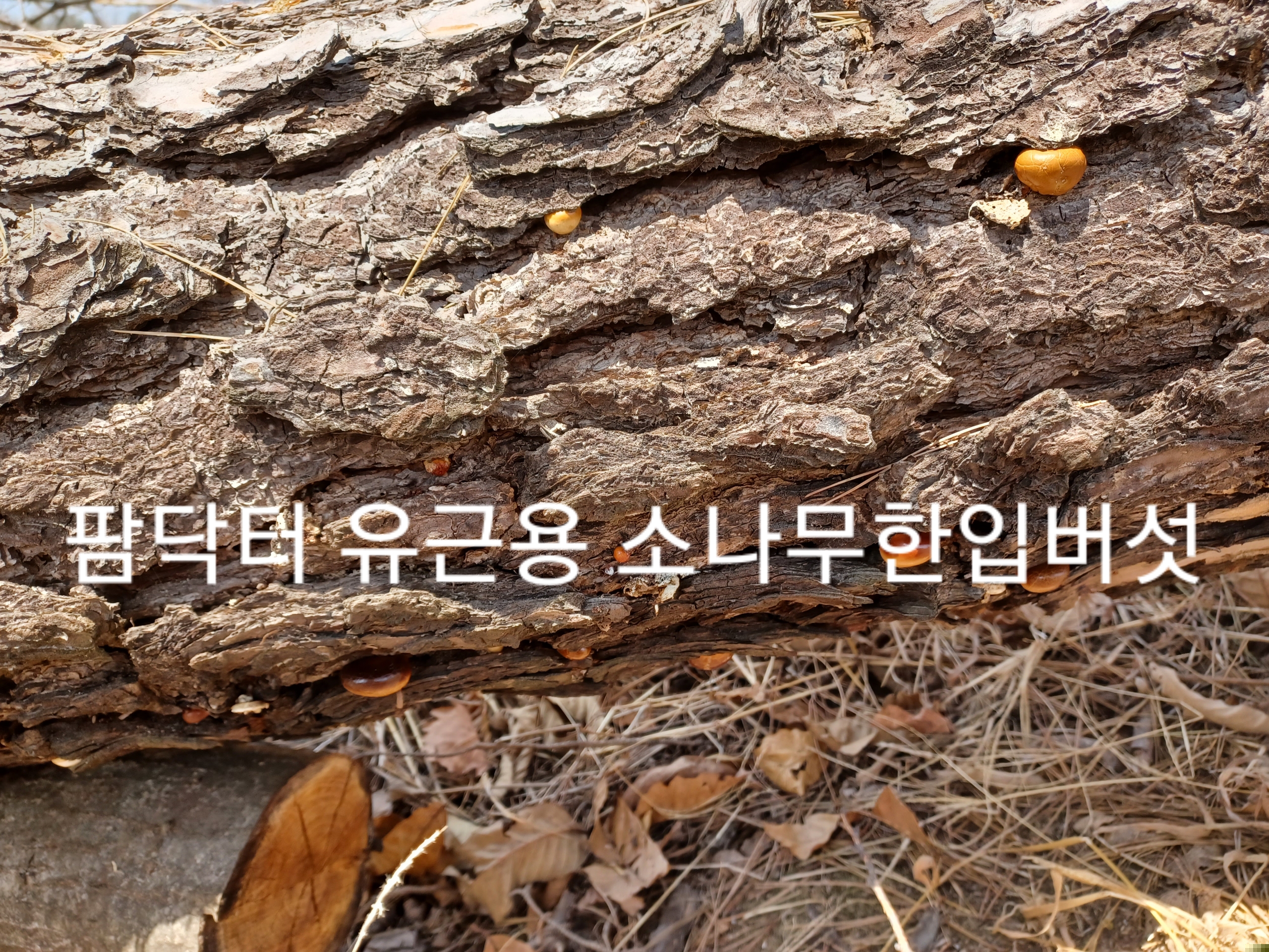 알 수 없음님의 자유주제 · 자유게시판 작성글 사진