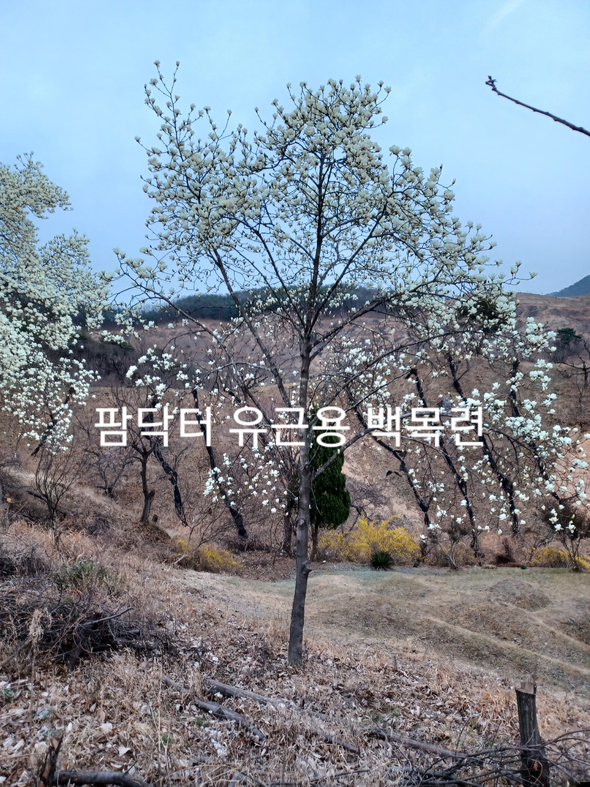 알 수 없음님의 자유주제 · 자유게시판 작성글 사진