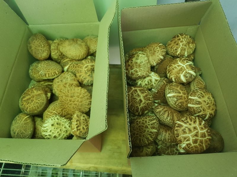 장터 상품 [표고버섯] 썸네일