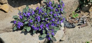 우경 김종철님의 고추 · 토양준비 작성글 사진