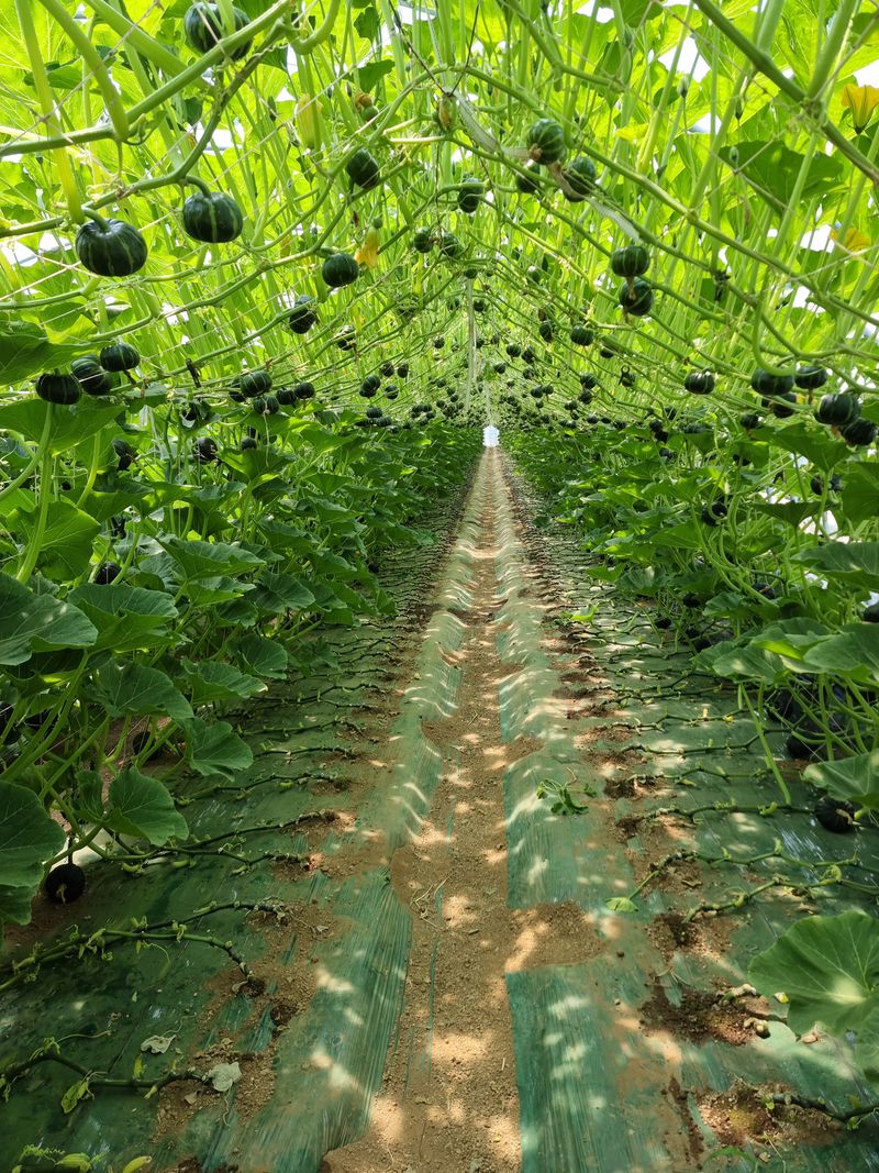 승현이네농님의 장터 판매 상품 [해남미나밤호박 보우짱(4kg) (8kg) (12kg) (16kg)] 첨부 사진