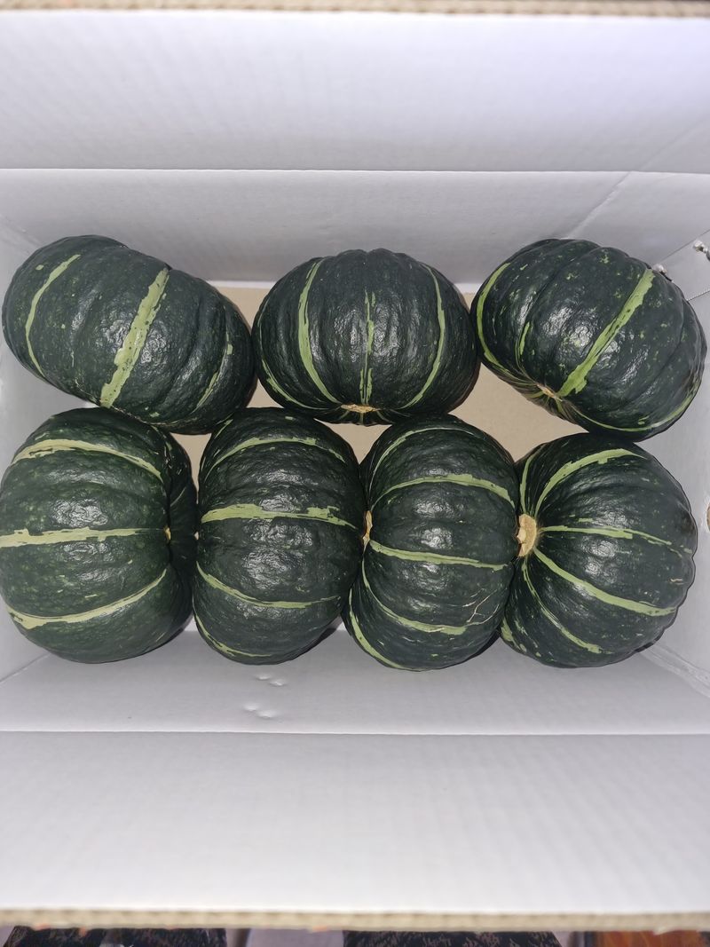 승현이네농님의 장터 판매 상품 [해남미나밤호박 보우짱(4kg) (8kg) (12kg) (16kg)] 첨부 사진