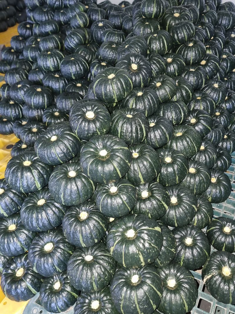 승현이네농님의 장터 판매 상품 [해남미나밤호박 보우짱(4kg) (8kg) (12kg) (16kg)] 첨부 사진