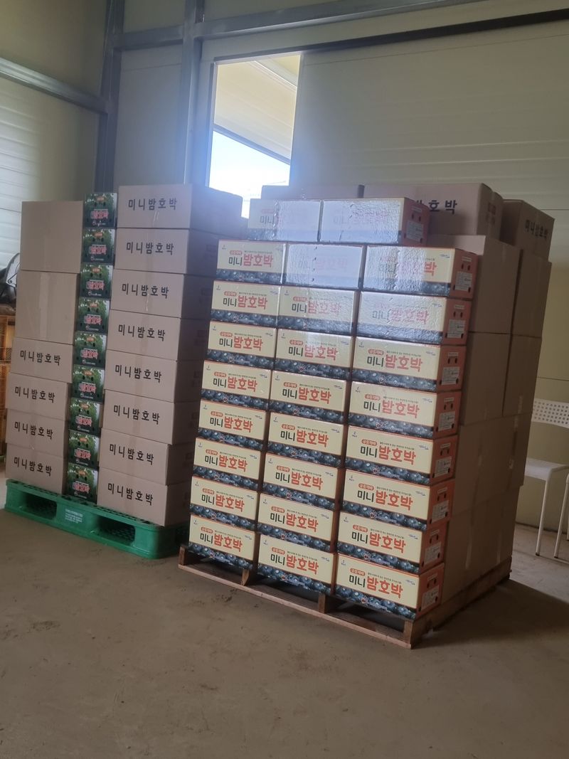 승현이네농님의 장터 판매 상품 [해남미나밤호박 보우짱(4kg) (8kg) (12kg) (16kg)] 첨부 사진