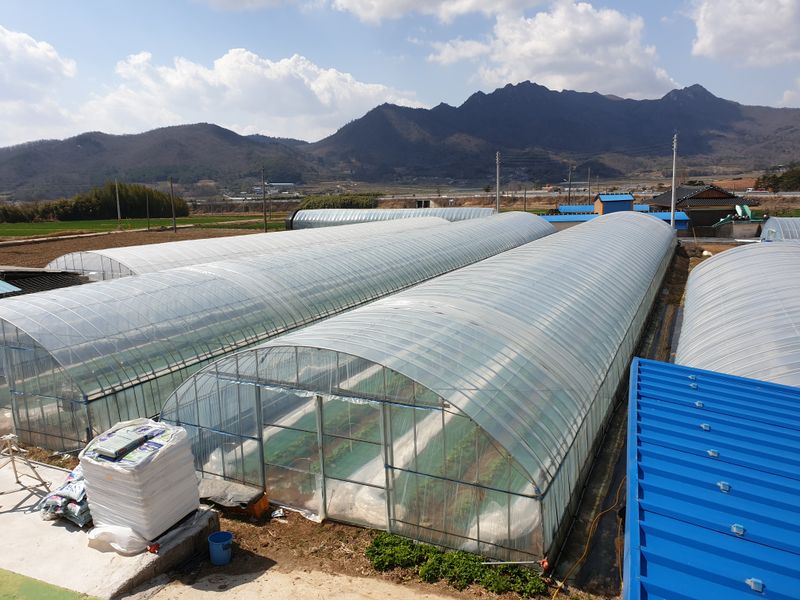 승현이네농님의 장터 판매 상품 [해남미나밤호박 보우짱(4kg) (8kg) (12kg) (16kg)] 첨부 사진