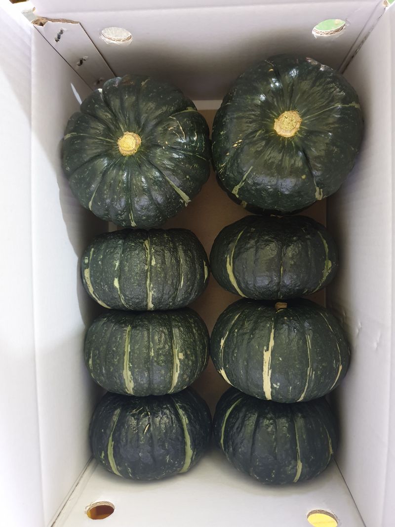 승현이네농님의 장터 판매 상품 [해남미나밤호박 보우짱(4kg) (8kg) (12kg) (16kg)] 첨부 사진