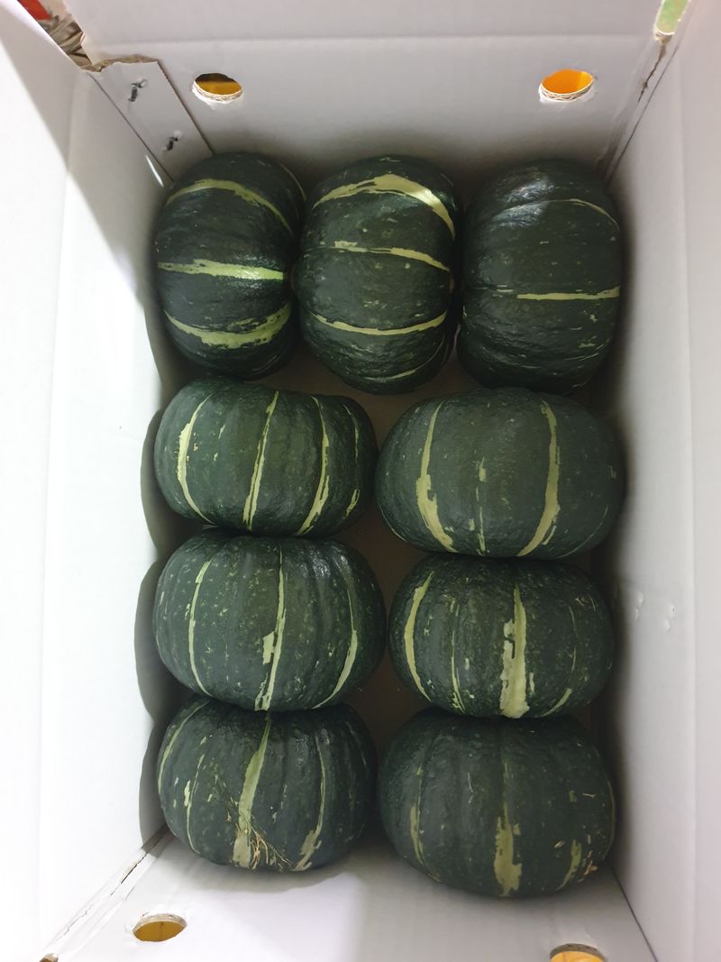 승현이네농님의 장터 판매 상품 [해남미나밤호박 보우짱(4kg) (8kg) (12kg) (16kg)] 첨부 사진