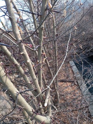 그래서님의 기타작물 · 병해충상담 작성글 사진