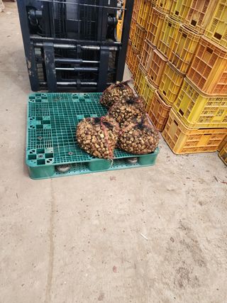 it농부님의 기타작물 · 자유게시판 작성글 사진