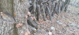 나무군농장님의 버섯 · 수확 작성글 사진