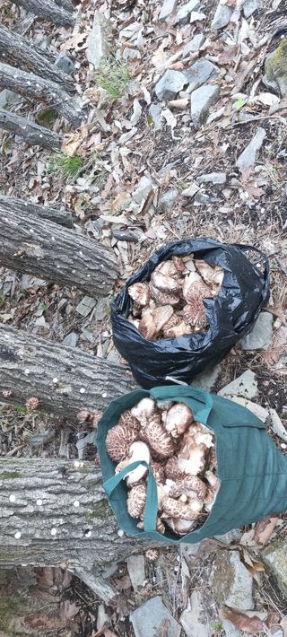 나무군농장님의 버섯 · 수확 작성글 사진