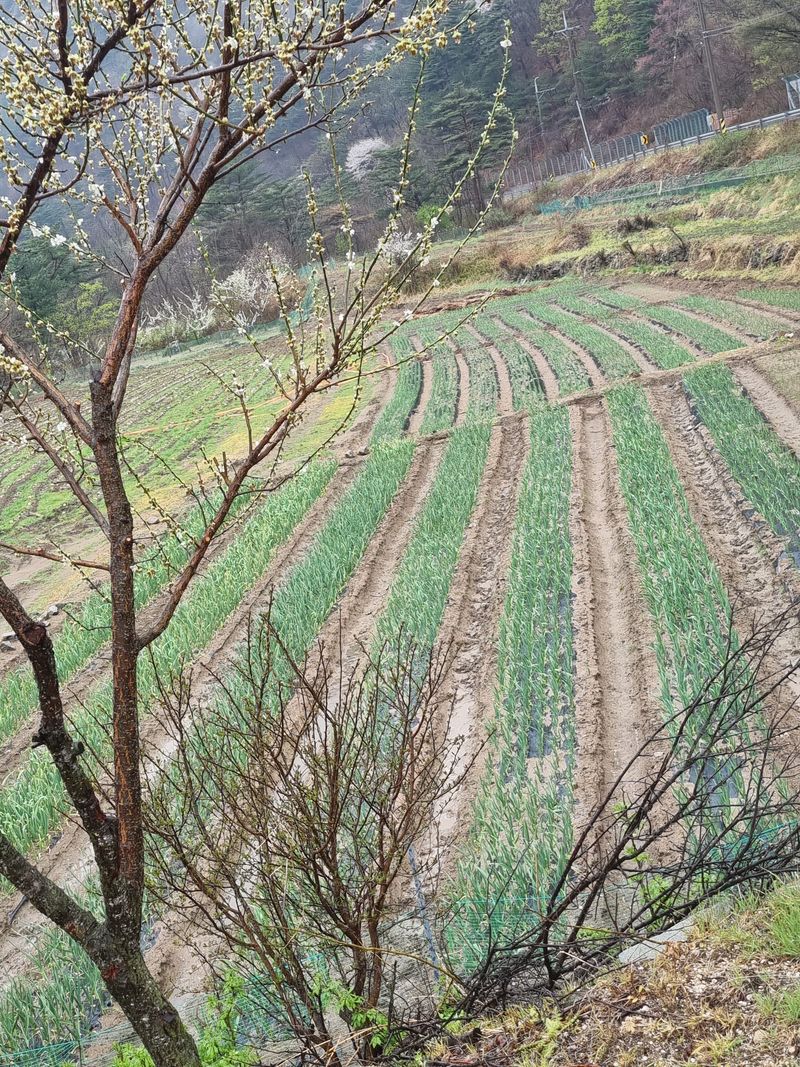 장터 상품 [홍산마늘  육쪽마늘  대서마늘] 썸네일