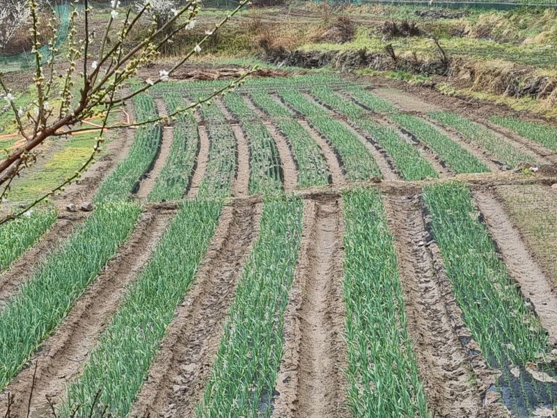 Sky님의 장터 판매 상품 [홍산마늘  육쪽마늘  대서마늘] 첨부 사진