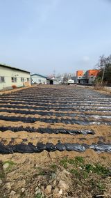 팜모닝 감자·자유게시판 게시글 이미지