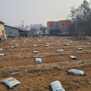 이은상님의 감자 · 자유게시판 작성글 사진