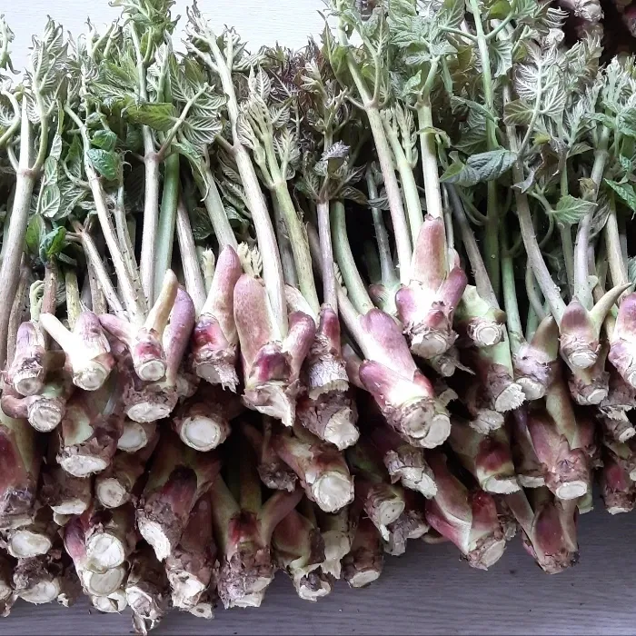 홍승한님의 장터 판매 상품 [자연산두릅 1kg] 첨부 사진