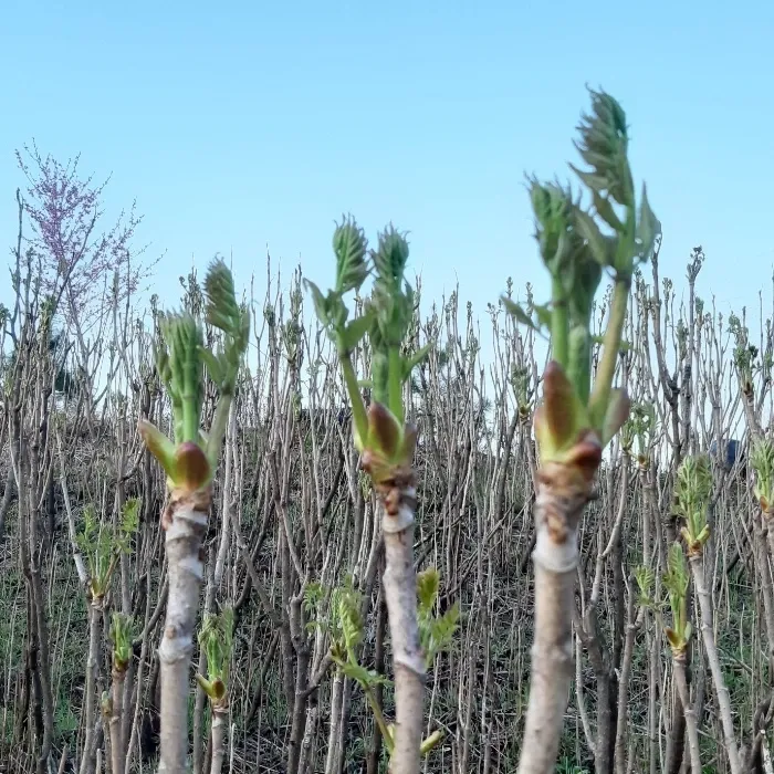 홍승한님의 장터 판매 상품 [자연산두릅 1kg] 첨부 사진