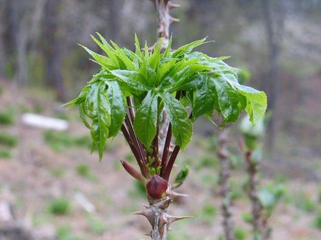 홍승한님의 장터 판매 상품 [자연산두릅 1kg] 첨부 사진