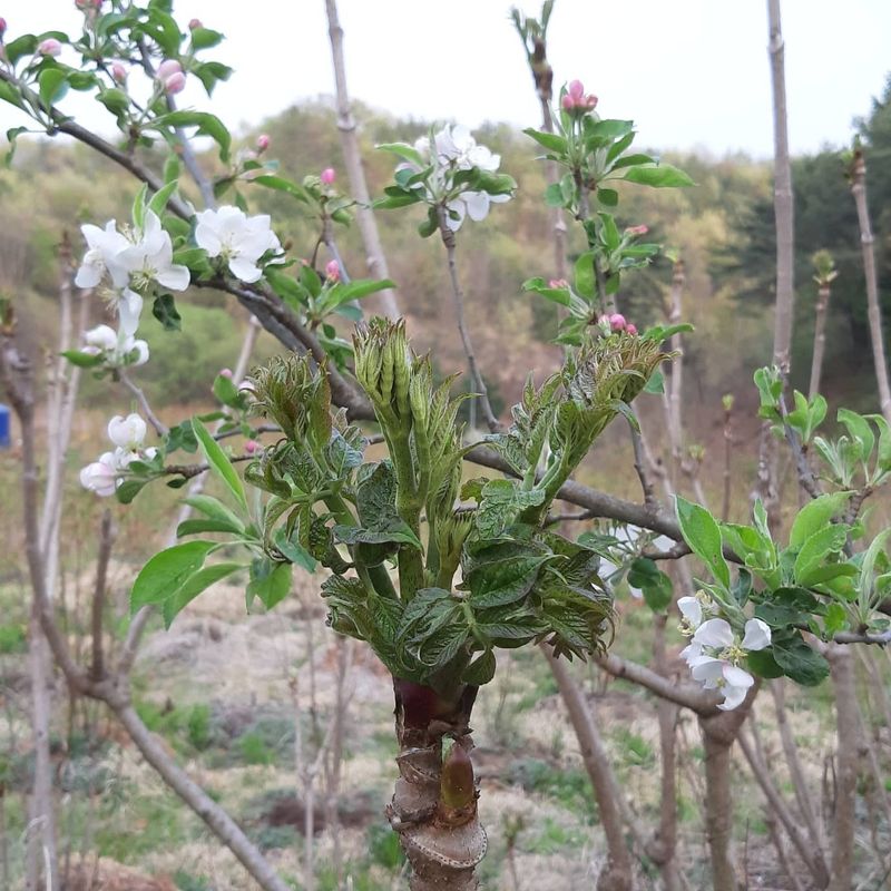 홍승한님의 장터 판매 상품 [자연산두릅 1kg] 첨부 사진