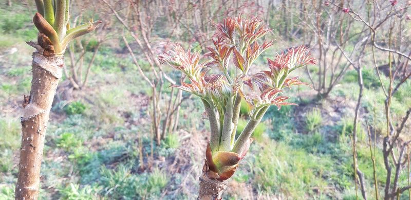 홍승한님의 장터 판매 상품 [자연산두릅 1kg] 첨부 사진