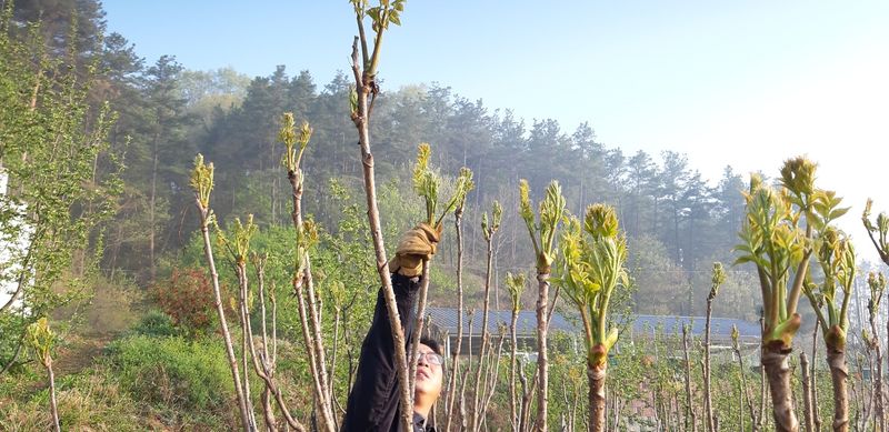 홍승한님의 장터 판매 상품 [자연산두릅 1kg] 첨부 사진