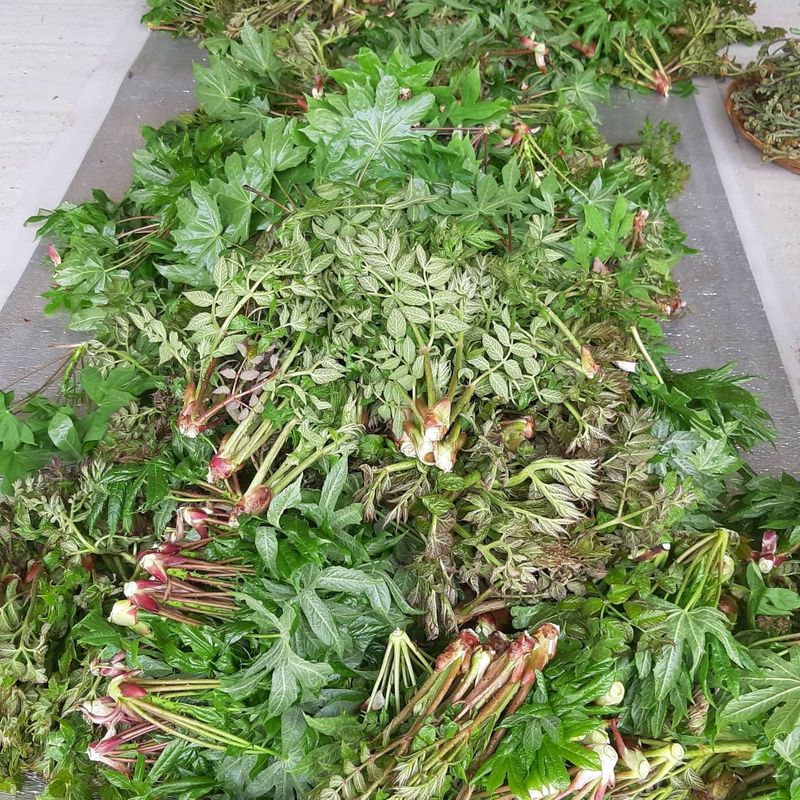 홍승한님의 장터 판매 상품 [유기농엄나무순 1kg] 첨부 사진