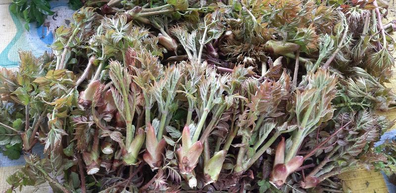 홍승한님의 장터 판매 상품 [유기농엄나무순 1kg] 첨부 사진