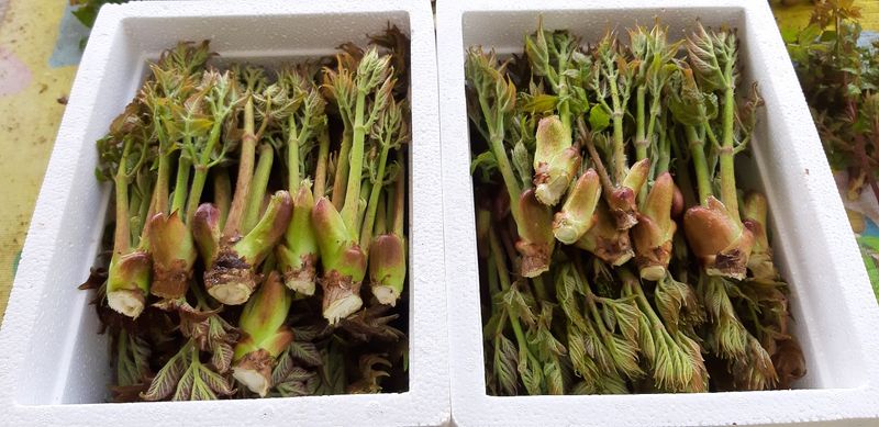 홍승한님의 장터 판매 상품 [유기농엄나무순 1kg] 첨부 사진