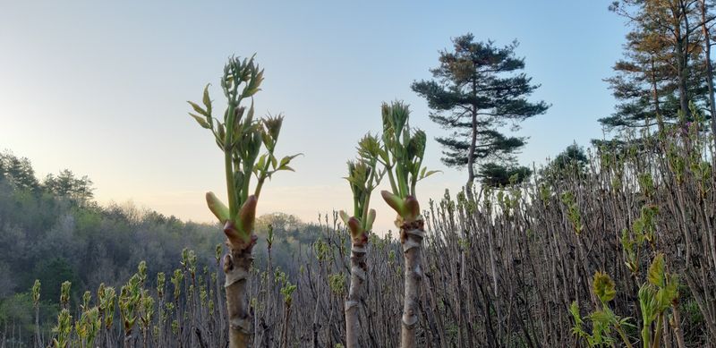 홍승한님의 장터 판매 상품 [유기농엄나무순 1kg] 첨부 사진