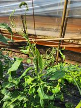 팜모닝 토마토·비료•농약 게시글 이미지