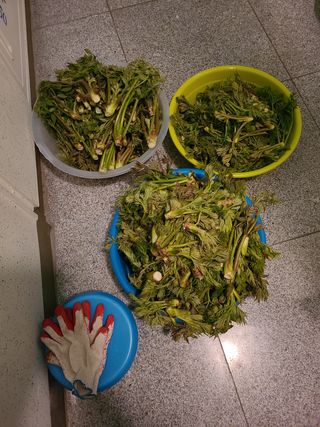 자연같이님의 두릅 · 수확 작성글 사진