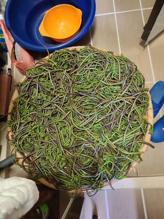 자연같이님의 두릅 · 수확 작성글 사진