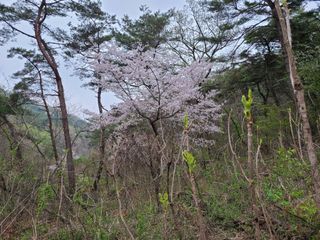 자연같이님의 두릅 · 수확 작성글 사진