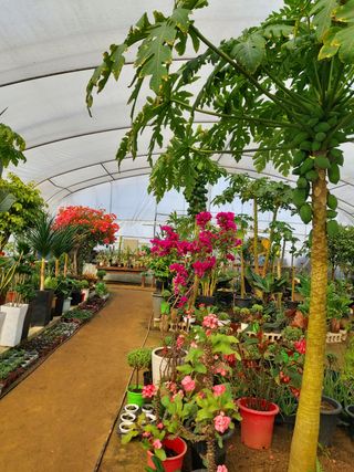 베리맘님의 블루베리 · 자유게시판 작성글 사진