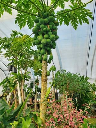 베리맘님의 블루베리 · 자유게시판 작성글 사진