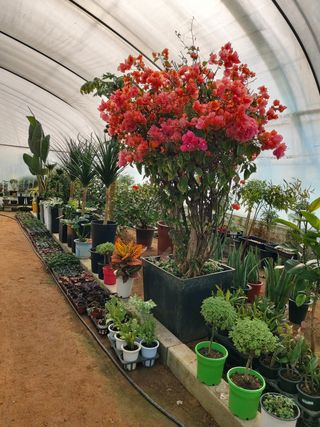 베리맘님의 블루베리 · 자유게시판 작성글 사진