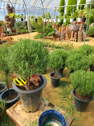 베리맘님의 블루베리 · 자유게시판 작성글 사진