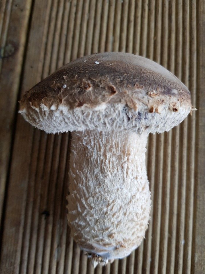 김채은님의 장터 판매 상품 [송화고버섯1kg] 첨부 사진