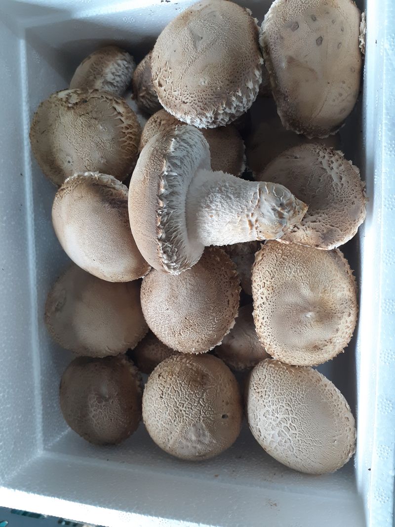 김채은님의 장터 판매 상품 [송화고버섯1kg] 첨부 사진