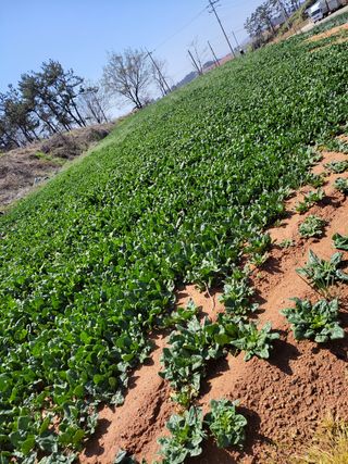 결단이님의 시금치 · 일상 작성글 사진