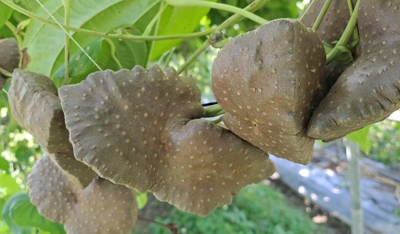 이정운님의 장터 판매 상품 [하늘마 5Kg, 10Kg] 첨부 사진