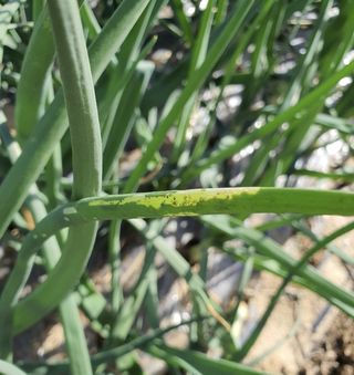 하룻강아지님의 양파 · 병해충상담 작성글 사진