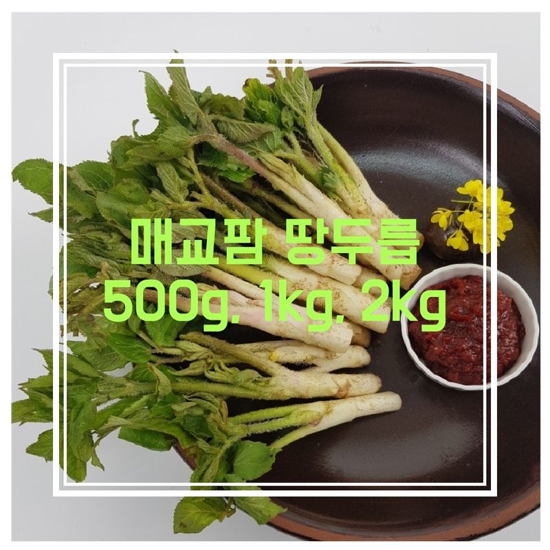 장터 상품 [(무료배송)2023년 땅두릅 500g 판매] 썸네일