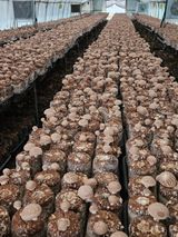 팜모닝 버섯·수확 게시글 이미지