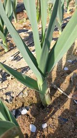 팜모닝 마늘·일상 게시글 이미지