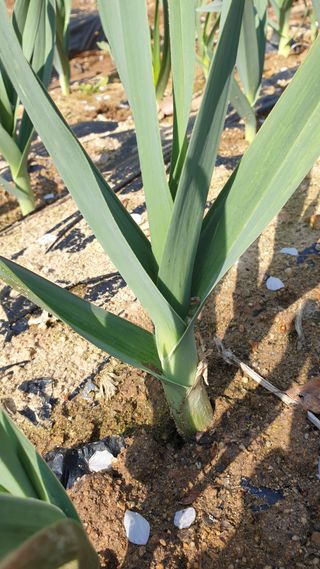 마늘양파참님의 마늘 · 일상 작성글 사진