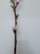 팜모닝 복숭아·병해충상담 게시글 이미지